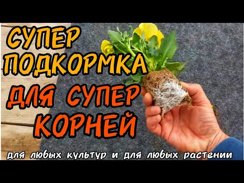 Видео: САМОЕ ЛУЧШЕЕ УДОБРЕНИЕ ДЛЯ КОРНЕЙ.❗️Супер корень за 3-4 дня❗️ ДЛЯ ЛЮБЫХ КУЛЬТУР, НА ЛЮБЫЕ СЛУЧАИ.