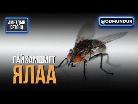 Видео: Ялаа - АМЬТДЫН ЕРТӨНЦ