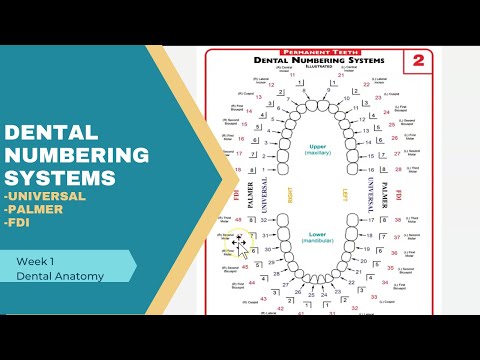 Видео: Системы нумерации стоматологических инструментов: Universal, Palmer, FDI