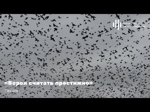 Видео: «Ворон считать престижно». Лекция орнитолога Ольги Калашниковой.