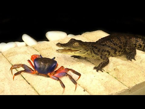 Видео: ЧТО БУДЕТ ЕСЛИ КРОКОДИЛ УВИДИТ КРАБА - БЕССТРАШНЫЙ КРАБ! выпуск #6