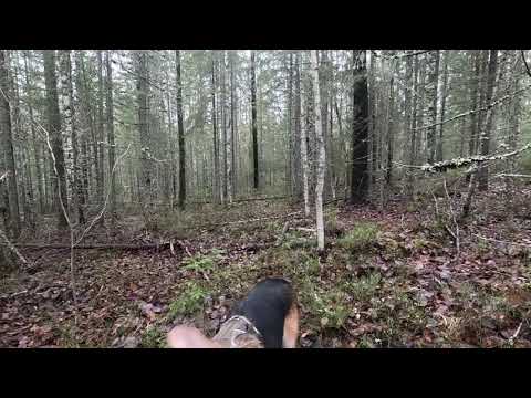 Видео: Охота на зайца, 28.10.2025.(