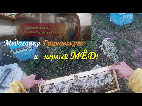 Видео: Медогонка Грановского и первый мед