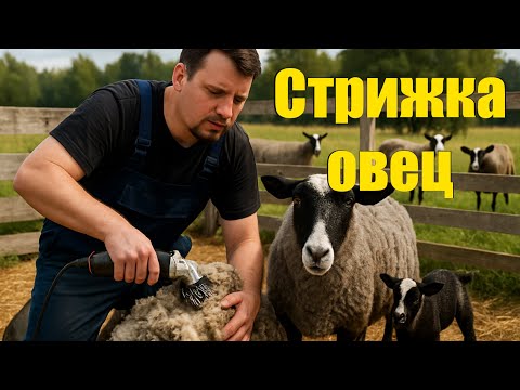 Видео: Стрижка овец. Как я стригу овец