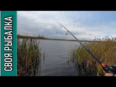 Видео: Ловля щуки с берега на силикон осенью