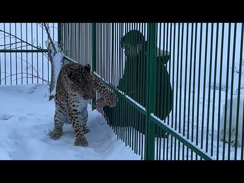 Видео: Ролик про Герда