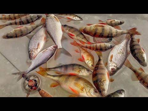 Видео: БЕЗМОТЫЛКА, САМОДЕЛЬНАЯ МОРМЫШКА ВЫРУЧАЕТ!