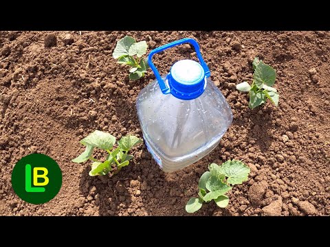 Видео: Это простая система для полива огурцов, помидоров, кабачков, арбузов и дынь.