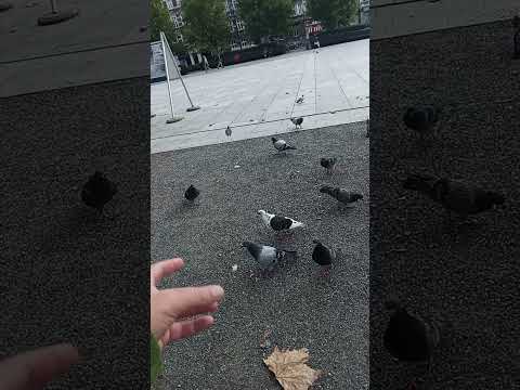 Видео: Польские голуби 🙂