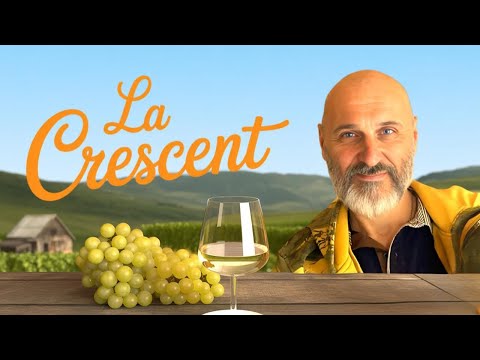 Видео: Белое вино из винограда Лакресент в домашних условиях. Часть 1