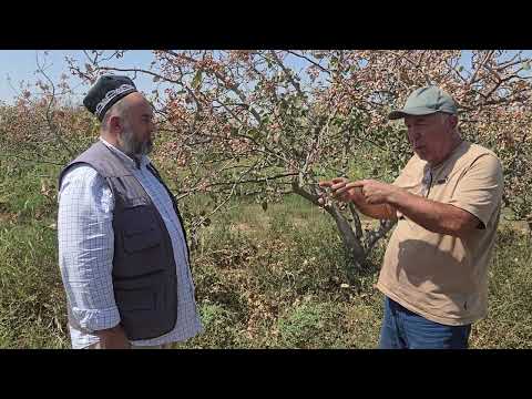 Видео: +992918786522.ПИстазори акаи Фаррух дар ноҳияи Ҷайҳун.