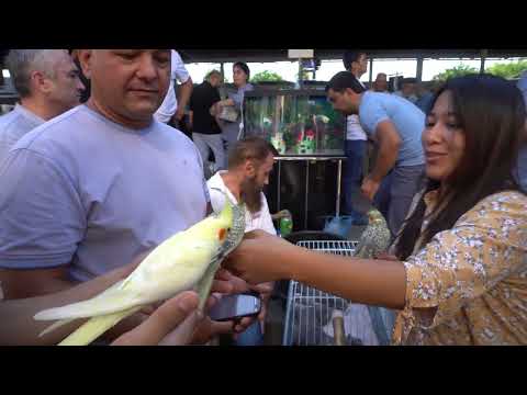 Видео: Тошкент қуш бозори: Птичий рынок Ташкент 11.06.2022
