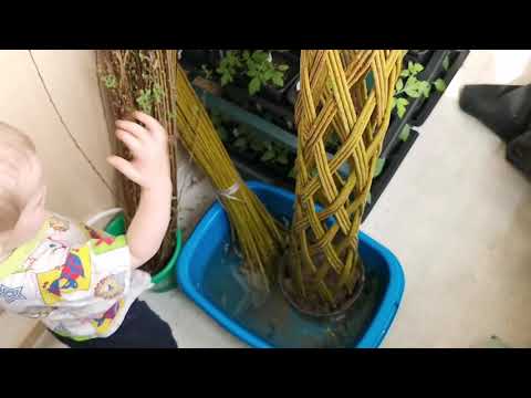 Видео: Уход за плетёным деревом из ивы. Советы и личный опыт Катерины Бочкарёвой, мастера лозоплетения🌿🌿🌿