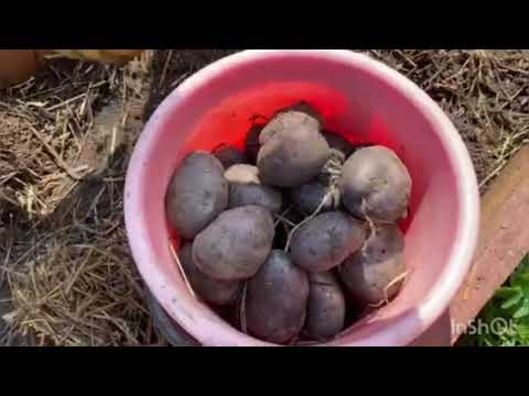 Видео: Конечный результат урожая картофеля под соломой