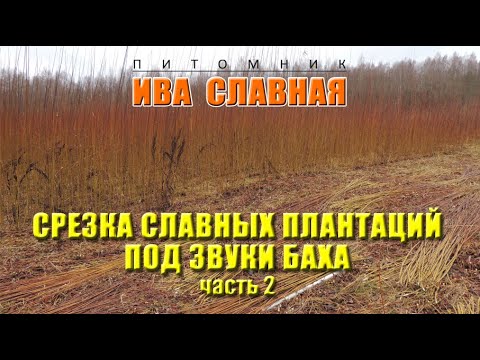 Видео: Ива Славная: Срезка славных плантаций ивы под звуки Баха. Часть 2 (10.11.2024)