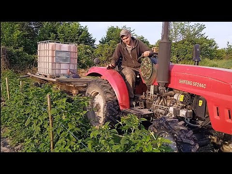 Видео: Розсада слабенька,але ми потроху садимо табак.Поливаємо малину. Будні села.