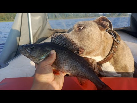 Видео: клёв окуня на джиг