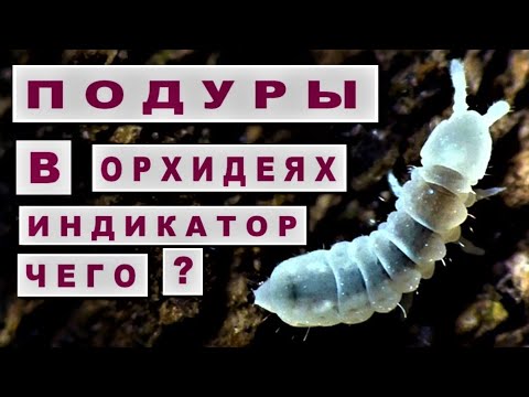 Видео: ПОДУРЫ/НОГОХВОСТКИ и ОРХИДЕИ! КАК БОРОТЬСЯ? И НАДО ЛИ? ВРЕД или ПОЛЬЗА? НАСЕКОМЫЕ В ГРУНТЕ ОРХИДЕЙ!