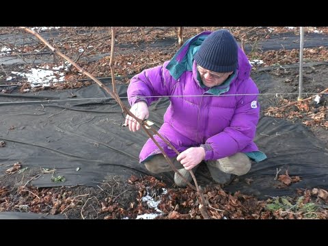 Видео: Обрезка кустов винограда для прививки "черным в зеленое"