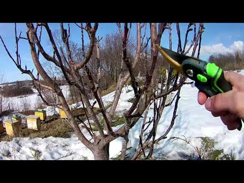 Видео: Яблоня. Как я обрезал "неправильную" колоновидку