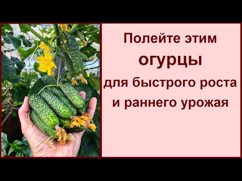 Видео: ПОЛЕЙТЕ ЭТИМ ОГУРЦЫ ДЛЯ БЫСТРОГО РОСТА И РАННЕГО УРОЖАЯ И НИ КАКИХ БОЛЕЗНЕЙ