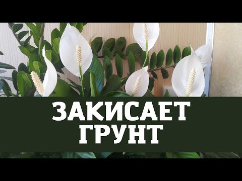 Видео: Женское счастье (спатифиллум) пересадка из большого горшка