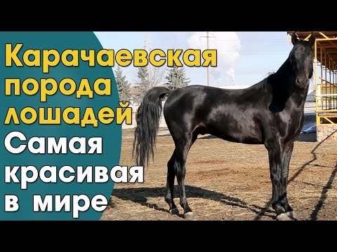 Видео: Карачаевские лошади, пожалуй самые красивые лошади в мире.Карачаевская порода лошадей,ООО Карплемхоз