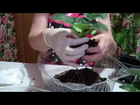 Видео: Что же делать дальше, фиалки после цветения