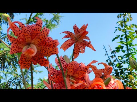 Видео: Неспешно по саду, босиком...Мой красивый мир✨