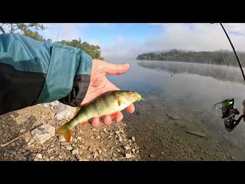 Видео: Окунь,рыба моей мечты