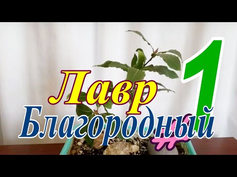 Видео: Лавр благородный/Láurus nóbilis #1  Май 2023