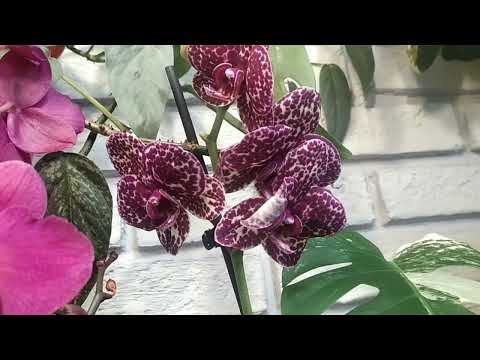 Видео: Мои новинки от Флориссима и немного новостей 