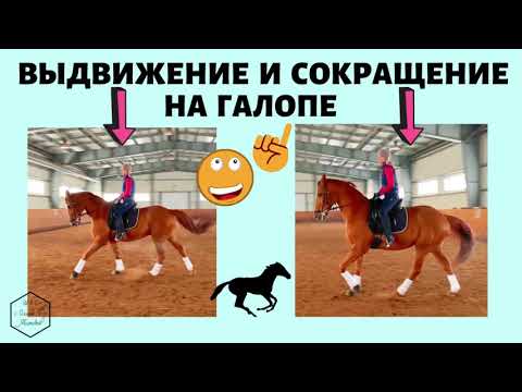 Видео: ВЫДВИЖЕНИЕ И СОКРАЩЕНИЕ ЛОШАДИ НА ГАЛОПЕ