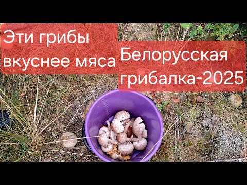 Видео: 😀Собираем грибы в осоке