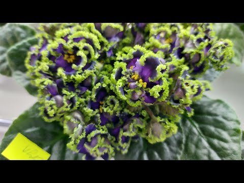 Видео: 31.01.2025/Выставка фиалок(Р) в Доме фиалок по 03.02.25.#фиалки#выставка#