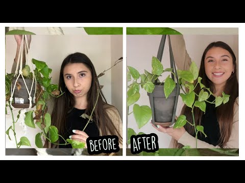 Видео: Золотой Потос снова становится счастливым и здоровым