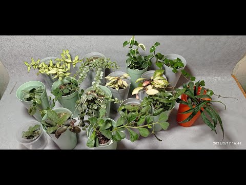 Видео: Очаровательные мелколистные хойи. Любуемся хойями. Часть -7-я. 21.02.25.