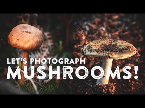 Видео: Я фотографирую грибы со светодиодной подсветкой (макросъемка)