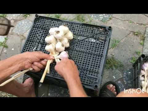 Видео: КАК заплести ЧЕСНОК .