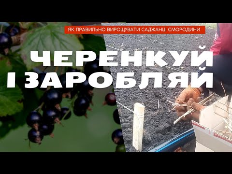 Видео: Про заробіток на вирощуванні саджанців смородини. Секрети садівника. Черенкування смородини, агрусу.