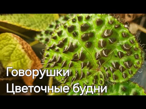 Видео: говорушки