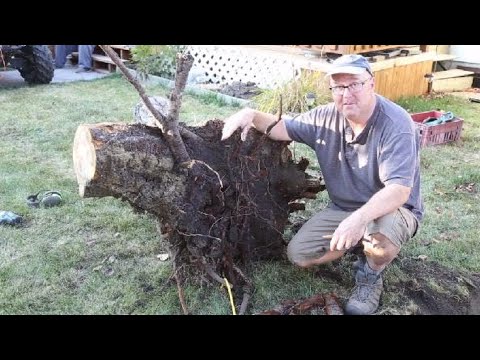 Видео: Удаление пней: удаление пней березы и яблони с помощью пылесоса.