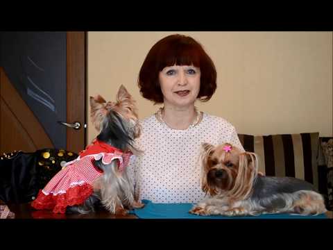 Видео: Пошив удобной и  качественной одежды для собачек!  Мои модели  йорки Юнона и Бонита Выпуск № 7
