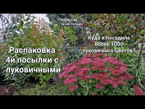 Видео: Творю сад. 12.10.2024. Распаковка 4й посылки с луковичными и посадка всех луковиц из 4х посылок.