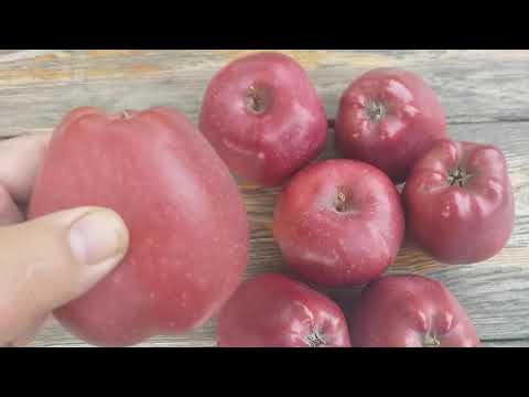 Видео: Яблоня сорт зимний Жеромин (apple Jeromine). Коммерческие возможности уникального сорта. Обзор
