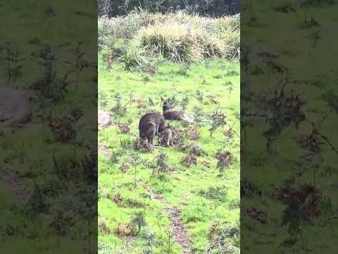 Видео: Красавчики кенгуру #shorts