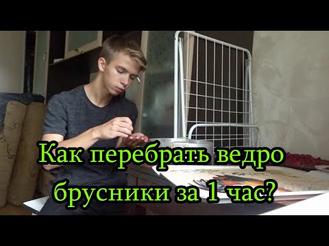 Видео: КАК ПЕРЕБРАТЬ ВЕДРО БРУСНИКИ ЗА 1 ЧАС???