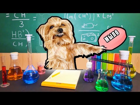 Видео: СДЕЛАЛ МЫЛО ИЗ ЗЛОГО ПСА !