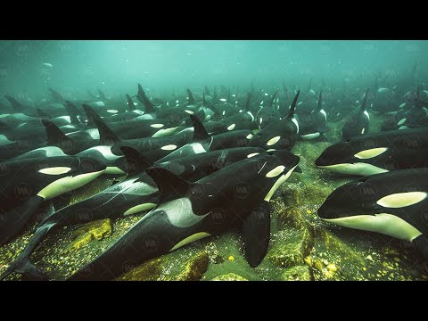 Видео: Этот Новый Вид Косаток Шокировал Ученых