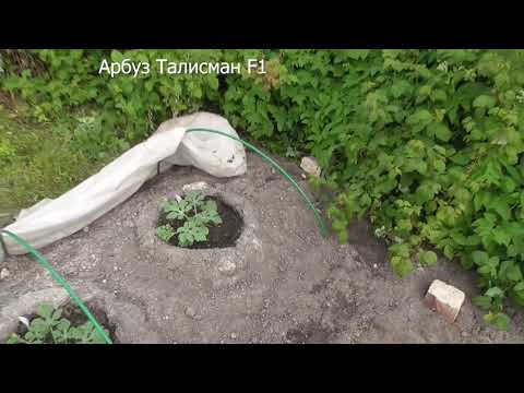 Видео: Выращивание арбузов и дынь в Московской области ( 2018г), полив, подкормка, прищипка, выбор сорта.